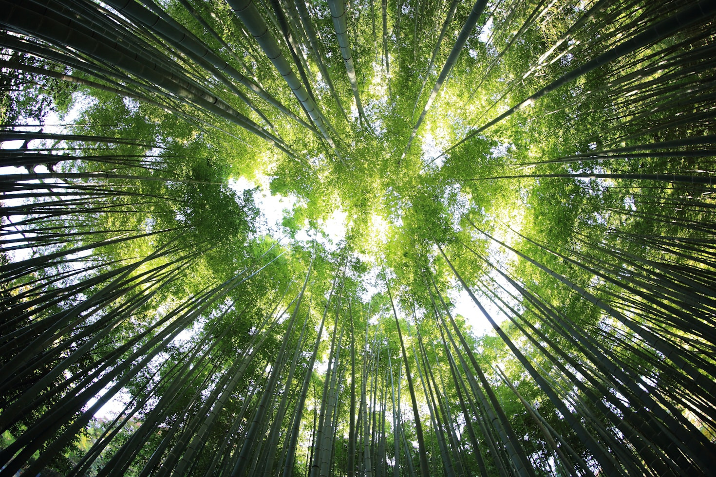 The Role of Community in Promoting Sustainability